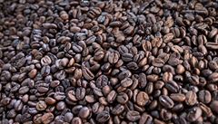 Uganda vyvezla nejvíce kávy za posledních 30 let. Vědci vyvinuli rezistentní druhy