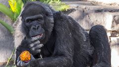 V San Diegu zemela ve vku 60 let Vila, jedna z nejstarch goril na svt