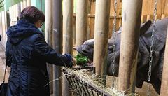 Eva Drahoová si v plzeské zoo vyzkouela krmení nosoroc.