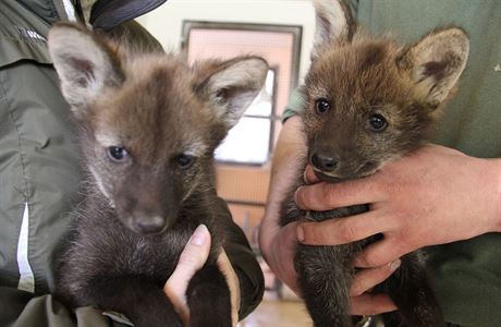 V Zoo Hodonín se narodila mláata vlka hivnatého, ze tí peila dv. Vlaty...