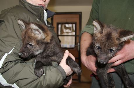 V Zoo Hodonn se 18. prosince 2017 narodila mlata vlka hivnatho, ze t...
