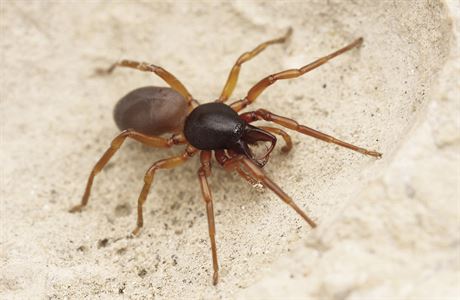 V eské republice byl objeven nový druh pavouka.