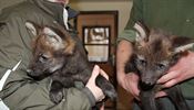 V Zoo Hodonín se 18. prosince 2017 narodila mláďata vlka hřivnatého, ze tří...