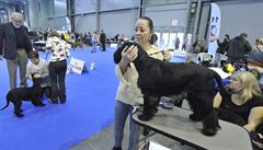 Loni porotce v prvním dni nejvíce zaujal labradorský retrívr z Polska.