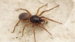 V České republice byl objeven nový druh pavouka.