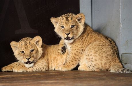 Lvíata narozená v brnnské zoo v prosinci jsou samec (vpravo) a samika,...