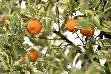 Letos byla zaznamenána mimoádn vysoká úroda u ovocných strom.