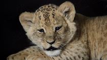 Lvíčata narozená v brněnské zoo v prosinci jsou samec (na snímku) a samička,...