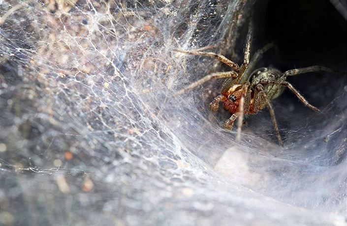 V Mexiku objevili nový druh obřího pavouka, měří 23 centimetrů | Věda |  Lidovky.cz