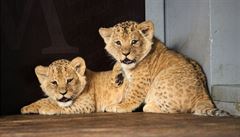 Dvojata lvat narozen v brnnsk zoo jsou samec a samika