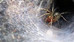 Sexuln kanibalismus: pavouci erou samice a p se s mladmi