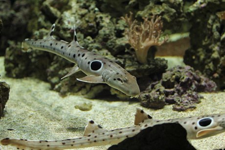 Ostravská zoologická zahrada láká návtvníky na zajímavou podívanou, v jednom...