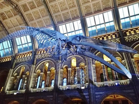 P��rodov�dn� muzeum v Lond�n�.