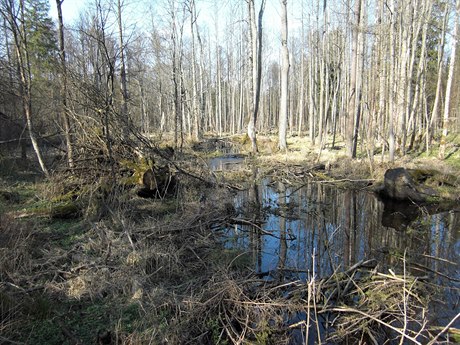 Řeka Lutownia protékající pralesem.
