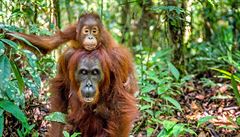 Indonsk policie zatkla pt lid, kte zabili orangutana