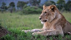 Kea - Masai Mara