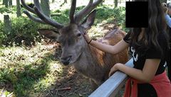 umavský národní park povauje likvidaci jelena, který na zaátku února ve...