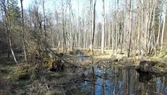 Soud EU: Polsko tbou v chrnnm pralese poruilo unijn prvo