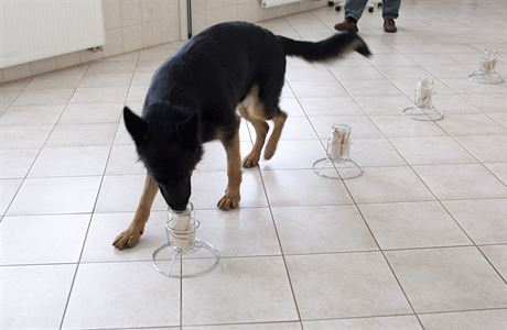 Pes v Centru pro výzkum chování ps oichává pipravené sklenice