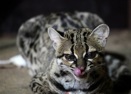 Zoo Brno se může pochlubit mládětem kočkovité šelmy margaye
