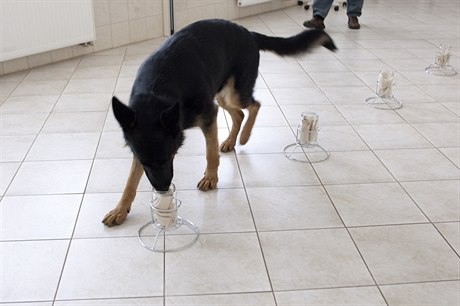 Pes v Centru pro výzkum chování psů očichává připravené sklenice