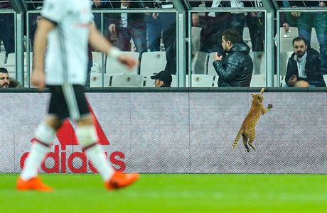 Koka bhem zápasu Besiktas Istanbul vs. Bayern Mnichov bhem osmifinále Ligy...