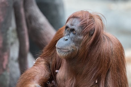 Orangutaní samice Mawar