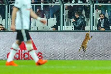 Kočka během zápasu Besiktas Istanbul vs. Bayern Mnichov během osmifinále Ligy...