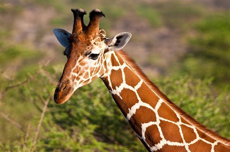 Žirafa - ilustrační foto