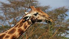 Žirafy jsou ušlechtilá zvířata