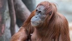 Orangutaní samice Mawar