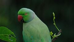 Nizozemsko trápí invazivní papoušek. Lidé si stěžují na trus i hluk