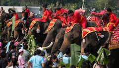 Slonm se bhem thajského Národního dne slon dostává zejména jídla.