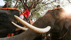 Jezdi na slonech, neboli Mahúti, se modlí na hbetech slon.