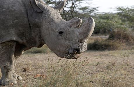 Poslední bílý nosoroec Sudán.