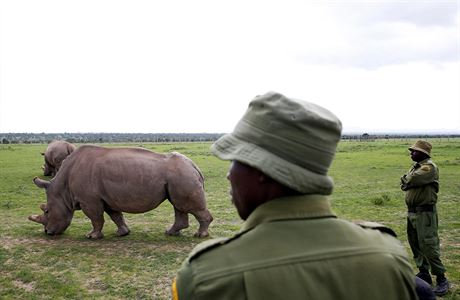 Posledn ijc samice severnho blho nosoroce Njin a jej dcera Fatu.