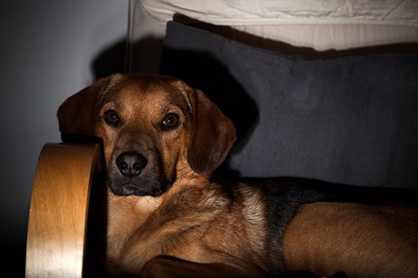 Pes (ilustraní foto)