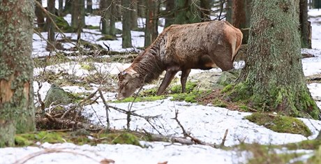 Jelen z Kvildy byl dnes pevezen do lánské obory.