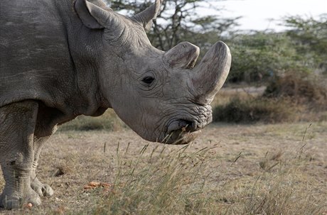 Poslední bílý nosorožec Sudán.