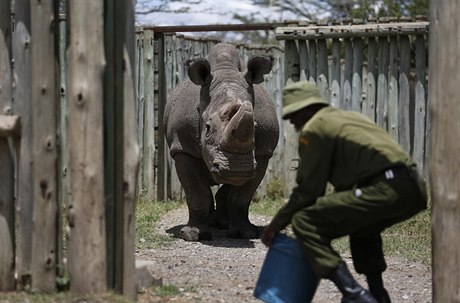 Nosorožec Sudán v keňské rezervaci.