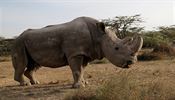 Nosoroec Sudn strvil 34 let v zoo ve Dvoe Krlov.