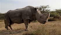 Nosorožec Sudán strávil 34 let v zoo ve Dvoře Králové.