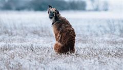 Díky tomu, �e je Rusko obrovská zem�, se v ka�dé jeho �ásti barzojové vyvíjeli...