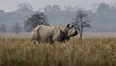 Sudána, spolu s dalími pti nosoroci, získal z odchytu v jiním Sudánu Josef...