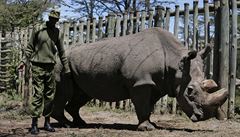 Sudán, poslední samec severního bílého nosoroce, v pondlí uhynul v keské...