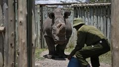 Nosorožec Sudán v keňské rezervaci. | na serveru Lidovky.cz | aktuální zprávy