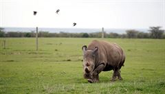 Nájin, jedna ze dvou posledních ijících samic severního bílého nosoroce.