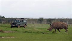 Fatu, jedna ze dvou posledních ijících samic severního bílého nosoroce.