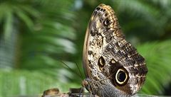 Mezi motýly poletujícími ve skleníku jsou modrokídlí motýli rodu Morpho nebo...