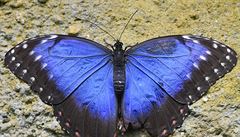 Pehlídka tropických motýl patí mezi nejoblíbenjí akce v botanické zahrad,...